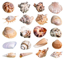 collection of various shells of mollusks cutout