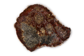 Ancient wood fossil