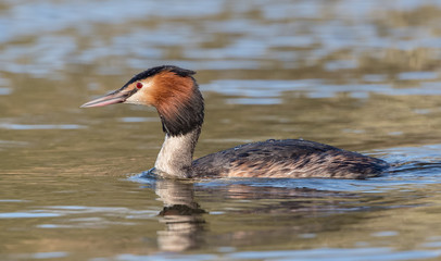 Great Crested Grebe Swimming