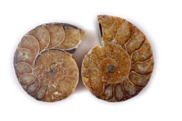 Ammonite halves isolated on white