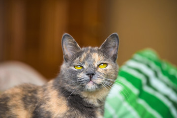 a cat with yellow eyes looks at the camera. close-up of the muzzle, portrait . space for text. caring for animals, gentle attitude
