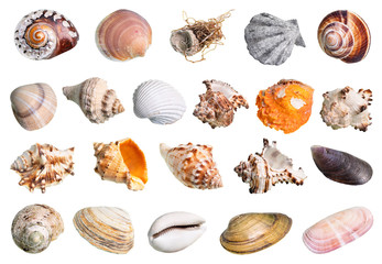 lot of various shells of mollusks cutout on white