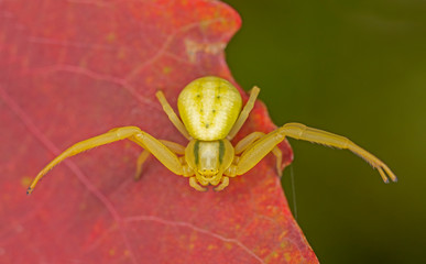  Misumena vatia is a species of crab spider with holarctic distribution.