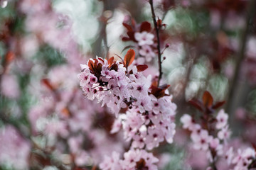 Fototapeta premium Pink cherry plum blossom, purple-leaf tree, Prunus cerasifera nigra, detail, branch, blossoms, tree, Turkish cherry, wild plum-tree, wild plums flower at full bloom in spring in a beautiful sunny day