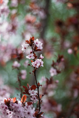 Pink cherry plum blossom, purple-leaf tree, Prunus cerasifera nigra, detail, branch, blossoms, tree, Turkish cherry, wild plum-tree, wild plums flower at full bloom in spring in a beautiful sunny day
