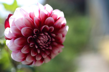 Growing dahlia flower