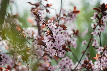 Pink cherry plum blossom, purple-leaf tree, Prunus cerasifera nigra, detail, branch, blossoms, tree, Turkish cherry, wild plum-tree, wild plums flower at full bloom in spring in a beautiful sunny day