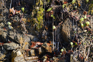 Young flowers climbing in spring from buttercup.