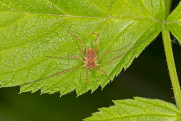Rilaena triangularis is a species of the harvestman family Phalangiidae