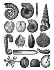 Shells fosil collection/ Antique engraved illustration from Brockhaus Konversations - Lexikon 1908 © Basicmoments