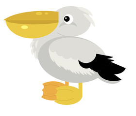 Cartoon american animal bird pelican on white background illustration
