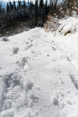 Fototapeta na wymiar Footprints of shoes in snow on forest road.