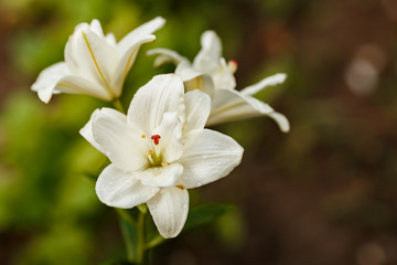 Naklejka na ściany i meble White lilies blossomed in the spring garden on Women's Day