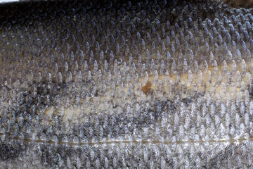 Rudd fish scales background © Alex Coan