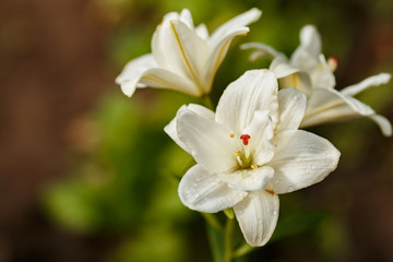 White lilies blossomed in the spring garden on Women's Day