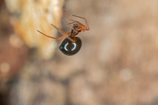 A small spider belonging to the family Linyphiidae. Linyphiidae, commonly called sheet weavers or money spiders. A macro image of a tiny Money Spider in the Family Linyphiidae.
