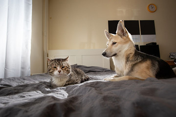 Unhappy cat with dog on bed at home