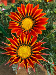 orange flower on a green background