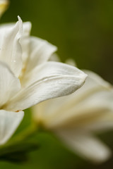 Fototapeta premium White lilies blossomed in the spring garden on Women's Day