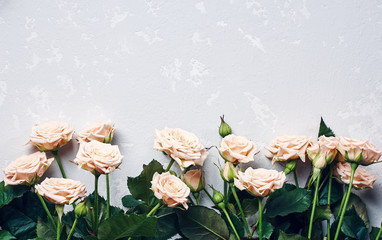 Border of beige roses flowers.