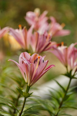 Pink lilies blossomed in the spring garden on Women's Day