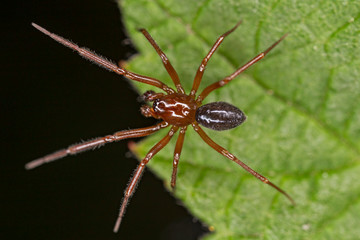 A small spider belonging to the family Linyphiidae. Linyphiidae, commonly called sheet weavers or money spiders. A macro image of a tiny Money Spider in the Family Linyphiidae.