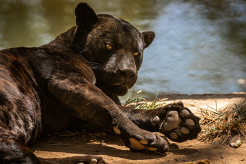 Black Jaguar / Onça Preta / Black Panther / Pantera Negra (Panthera onca) © Lucas
