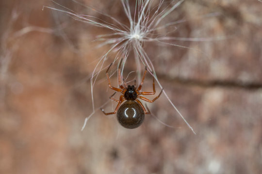 A small spider belonging to the family Linyphiidae. Linyphiidae, commonly called sheet weavers or money spiders. A macro image of a tiny Money Spider in the Family Linyphiidae.