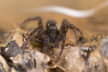  Close-up portrait of spider. Arachnophobia concept.