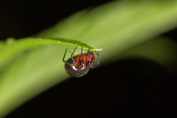 A small spider belonging to the family Linyphiidae. Linyphiidae, commonly called sheet weavers or money spiders. A macro image of a tiny Money Spider in the Family Linyphiidae.