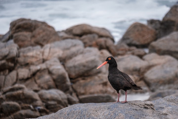 An oystercatcher waiting on a rock in Africa