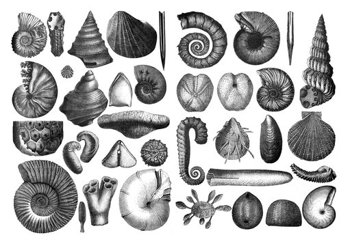 Shells fosil collection/ Antique engraved illustration from Brockhaus Konversations - Lexikon 1908