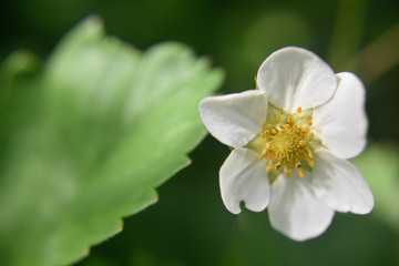 Close look at the spring flower during the blooming season