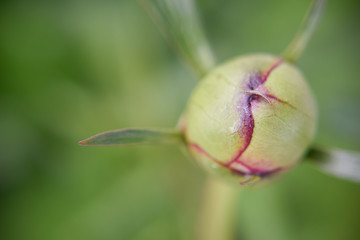 Close look at the spring flower during the blooming season