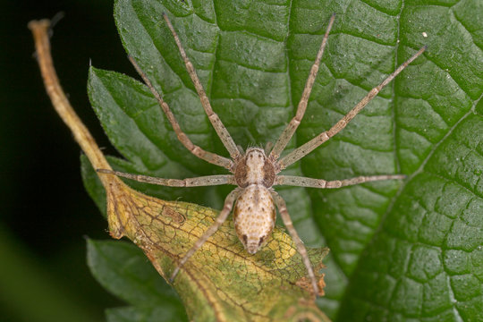 Philodromus is a genus of philodromid crab spiders, belongs to the family Philodromidae