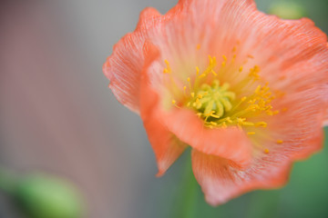 Close look at the spring flower during the blooming season