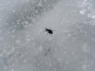 black beetle on ice