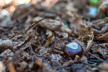 chestnut on the ground