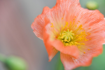 Close look at the spring flower during the blooming season