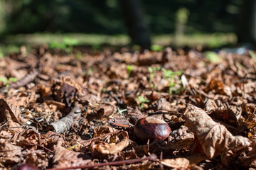 chestnut on the ground