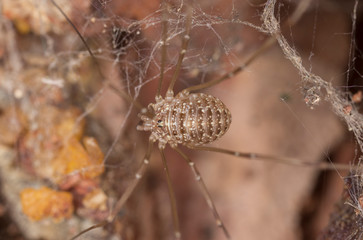 Rilaena triangularis is a species of the harvestman family Phalangiidae