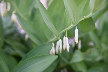 Obraz premium Close look at the spring flower during the blooming season