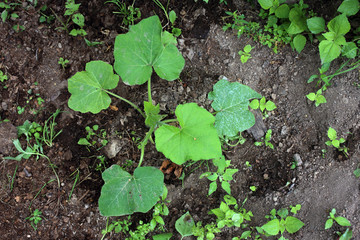 Growing squash plant. Agricultural background