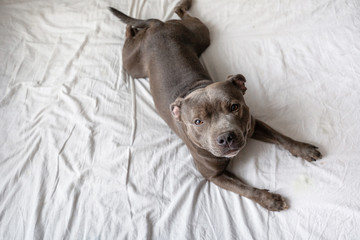 Happy relaxed dog lying on bed in flat