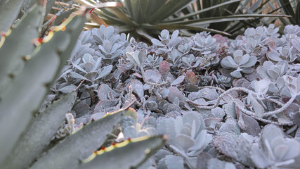 Various Type of Succulent Echeveria Flower House plants Top view background.