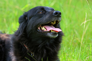 schwarzer Hund liegt im Gras