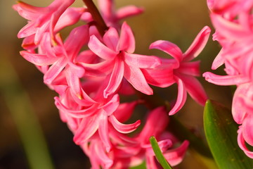 Hyazinthen in der Morgensonne	