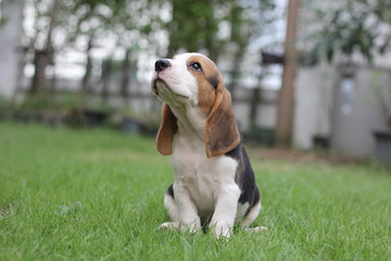Small beagle dog sitting on grass