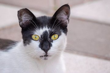 Cat of black and white breed and a broken ear looking into the camera.
