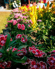 beautiful flowers in the garden 